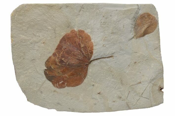 Two Fossil Leaves (Zizyphoides & Zizyphus) - Montana #213267